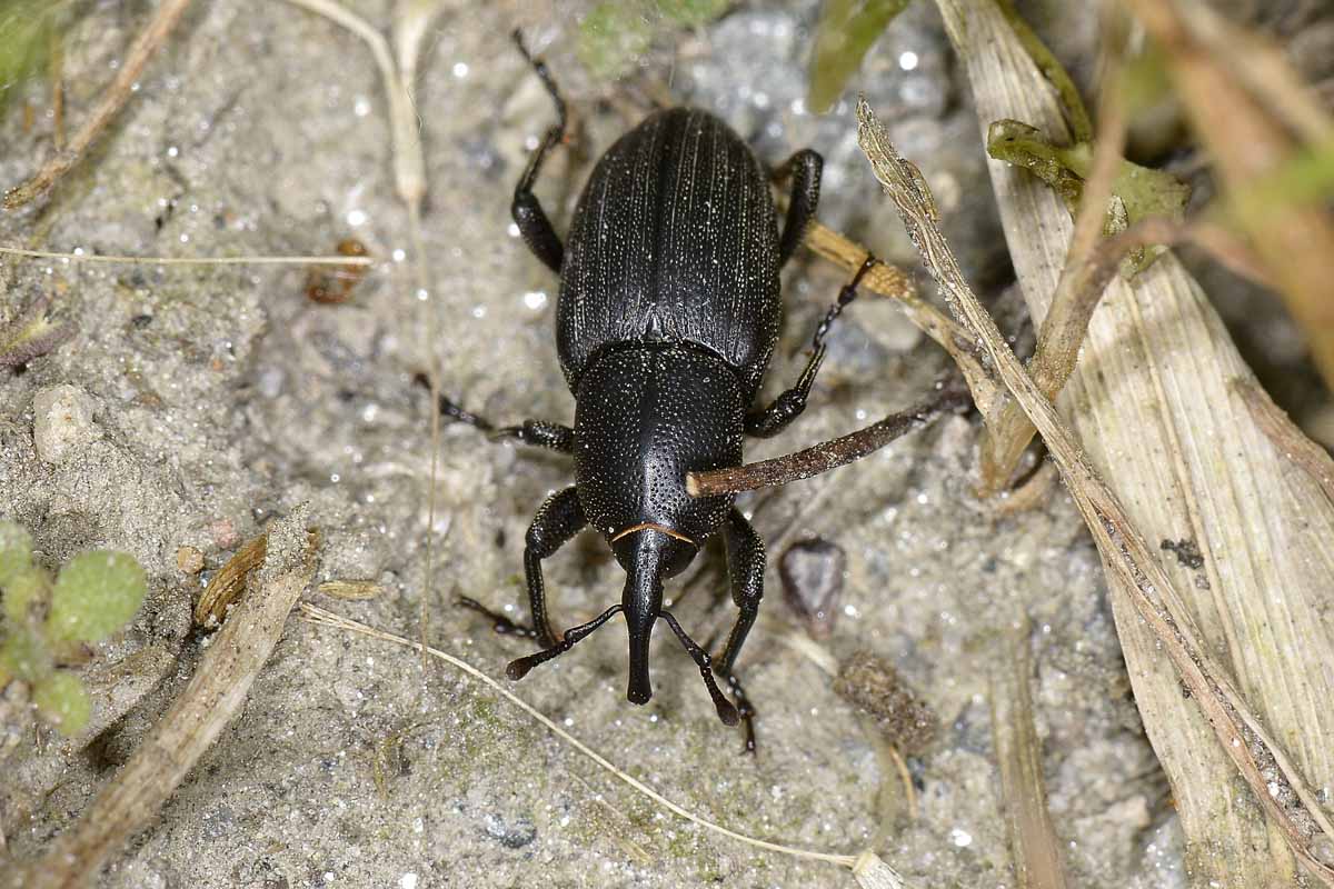 Sphenophorus striatopunctatus, Dryophthoridae